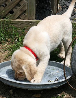 What are fleas attracted to - yellow lab puppy investigating garbage can