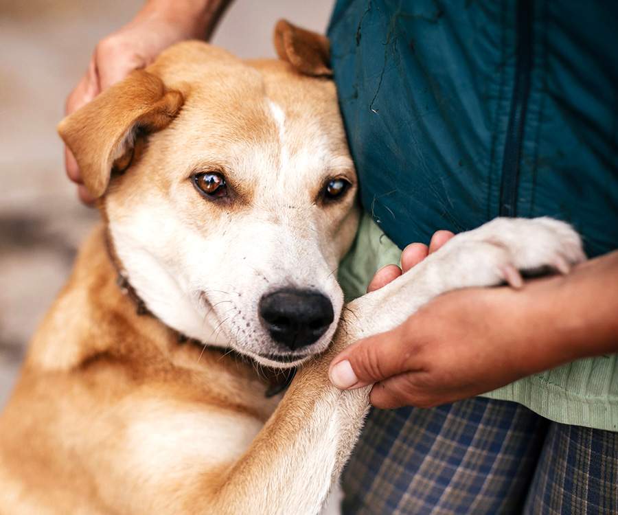 How to choose the right dog - Homeless dog cuddled against human