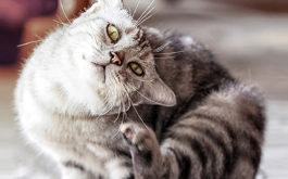 Ear mites cats - Shorthair cat scratching ear