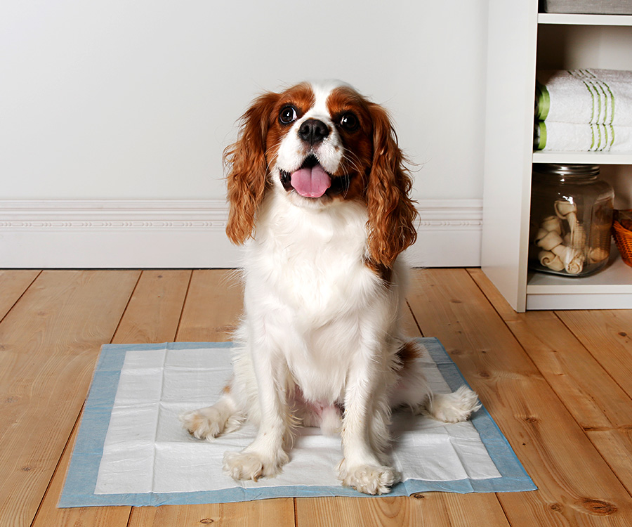 How to use dog pads - Cocker Spaniel on dog pee pad
