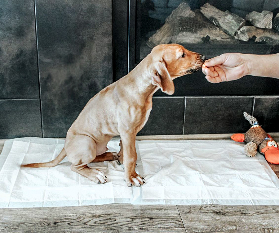 How to use dog pads - Dog on dog pee pad being fed a treat by human hand