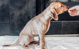 How to use dog pads - Dog on dog pee pad being fed a treat by human hand