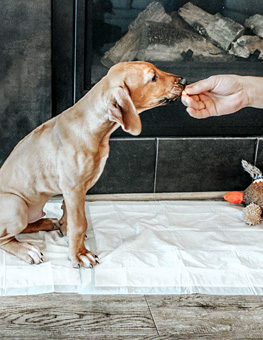 How to use dog pads - Dog on dog pee pad being fed a treat by human hand