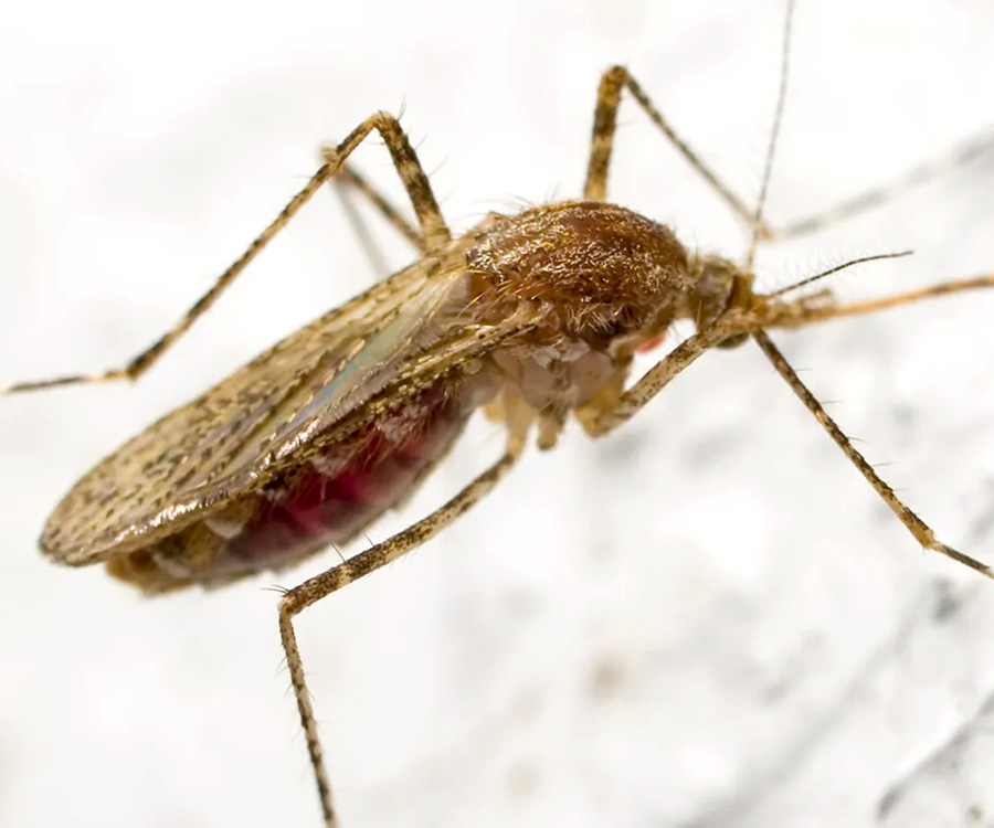 Protection from Mosquitoes - Closeup of a mosquito