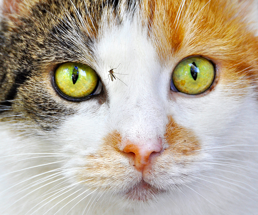 Protection from Mosquitoes - Closeup of a cat's face and a mosquito on it