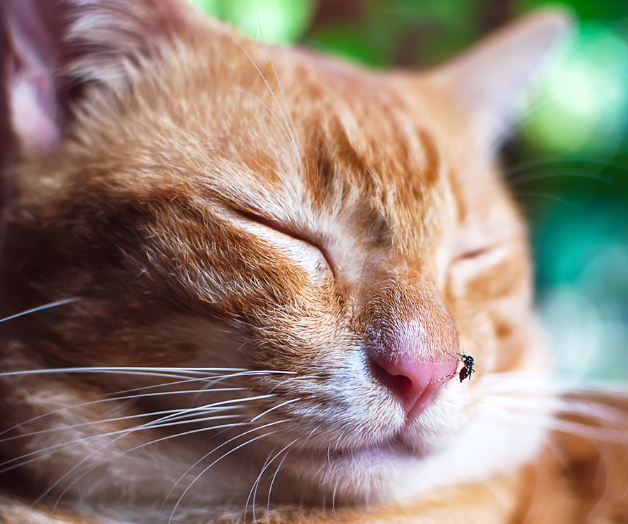 Symptoms of feline heartworm - cat sleeping with mosquito on his nose