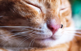 Symptoms of feline heartworm - cat sleeping with mosquito on his nose