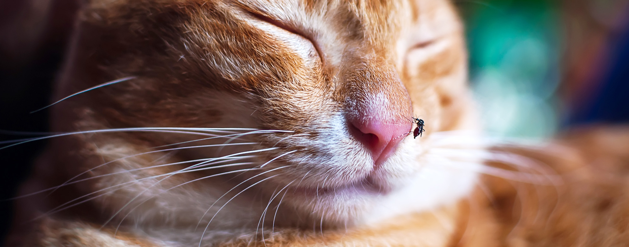 Do Mosquitoes Bite Dogs And Cats