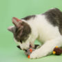 Cat enjoying a cat toy with silver vine