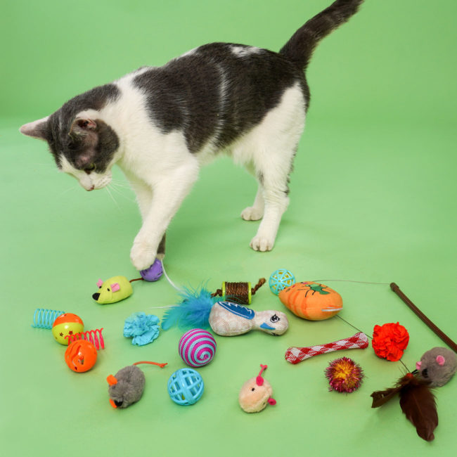 Cat playing with a variety of cattraction catnip cat toys.
