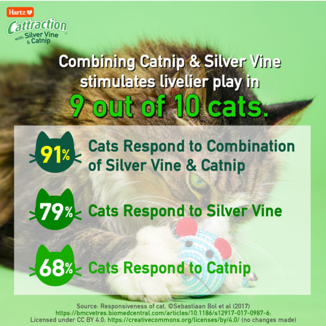 Cats respond to silver vine and catnip