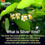 Silver vine is a natural cat attractant