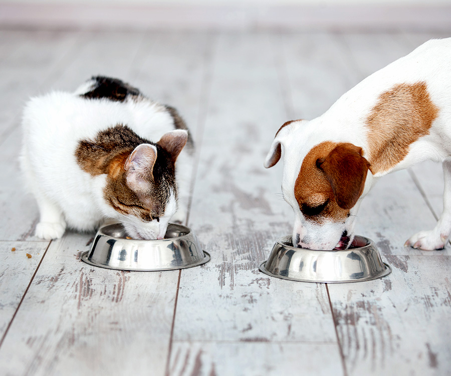 Difference between cat and dog food - Cat and dog eating out of silver bowls side by side.
