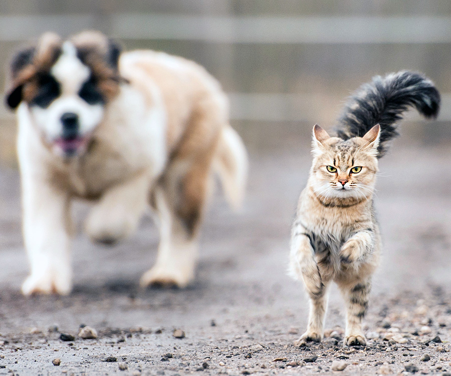 Difference between cat and dog food - Cat jumping in foreground and dog walking in background.