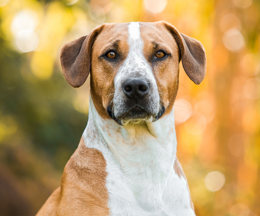 Doggy DNA Tests. Genetic testing for dog breeds - Half-breed dog, beagle