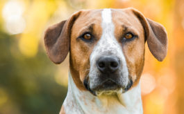 Genetic testing for dog breeds - Half-breed dog, beagle