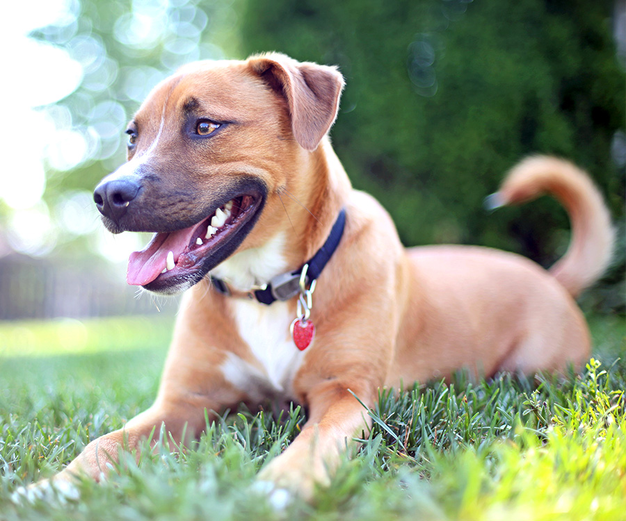 Doggy DNA Tests. Genetic testing for dog breeds - Pit Bull Shepherd Mix Puppy Dog Lying down on Grass