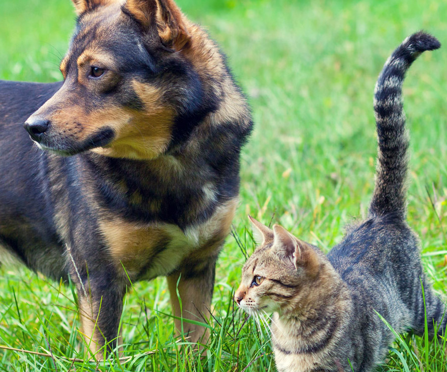 How does flea medicine work - Dog and cat standing in grass.