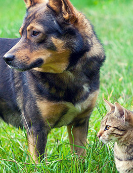 How does flea medicine work - Dog and cat standing in grass.