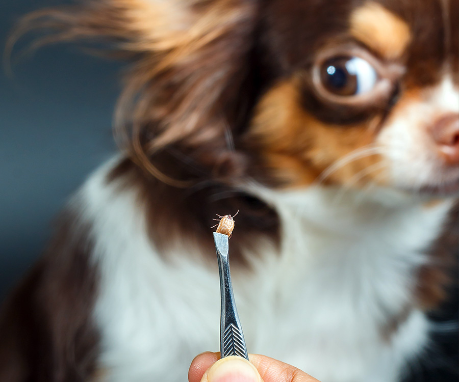 How to safely remove ticks - Closeup of hands holding tick in silver tweezers. Dog in background.