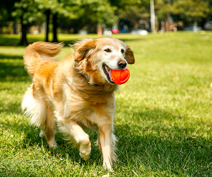 Hyperactive Dog - Dog running with orange Duraplay ball in mouth.