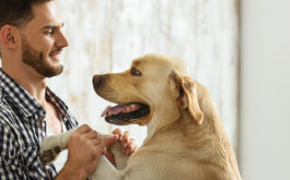 Hyperactive Dog - Excited dog leaning on its owner