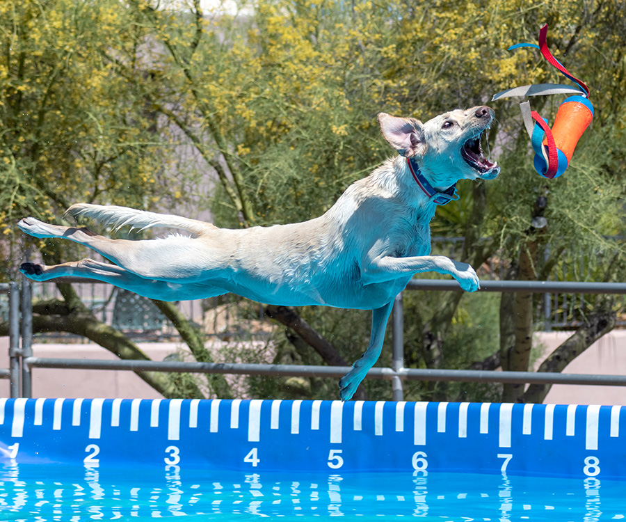 Hyperactive Dog - Dock diving, yellow Lab dog catching a toy during an event after jumping off a dock