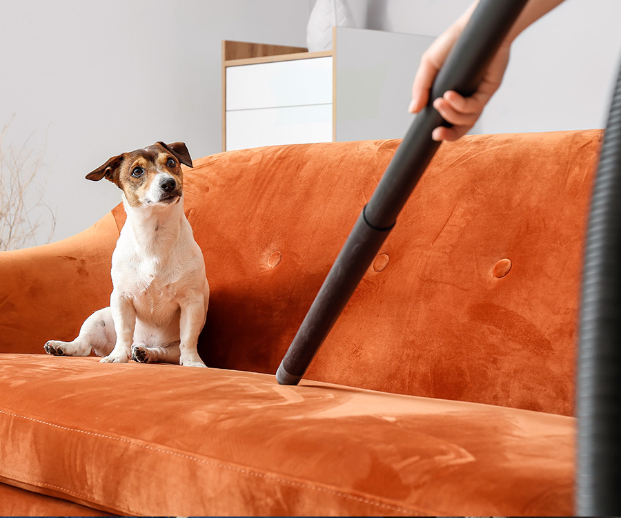 Pet Allergies - Cute dog sitting on sofa looking up as owner vacuums it.