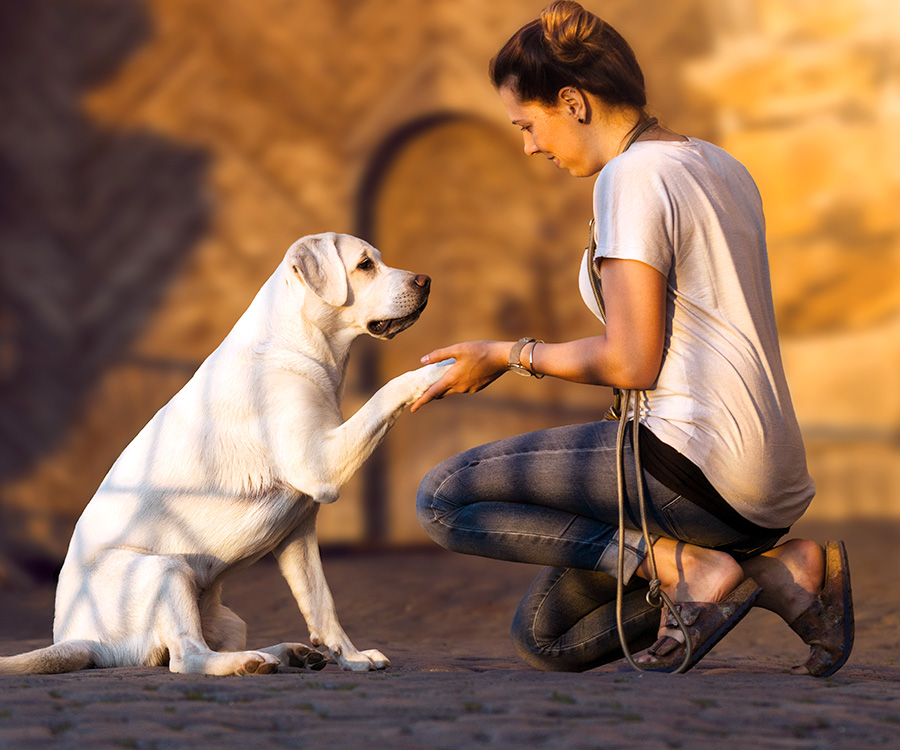 Training a shelter dog - Young woman holds paw of labrador retriever dog puppy