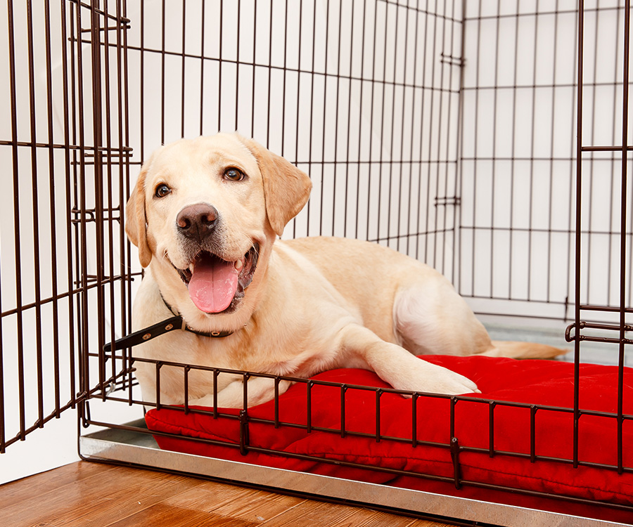 Training a shelter dog - Labrador lies in open crate