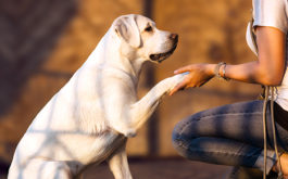 Training a shelter dog - Young woman holds paw of labrador retriever dog puppy