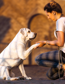 Training a shelter dog - Young woman holds paw of labrador retriever dog puppy