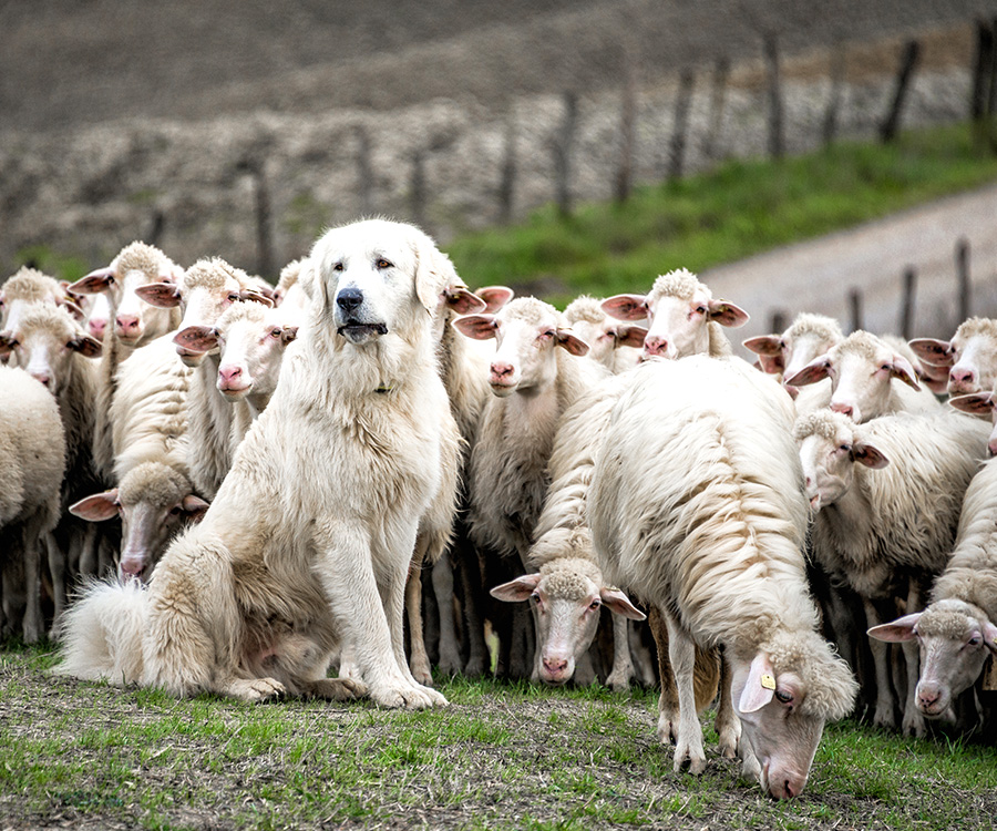 Best guard dog - Shepherd dog guarding and leading the sheep flock