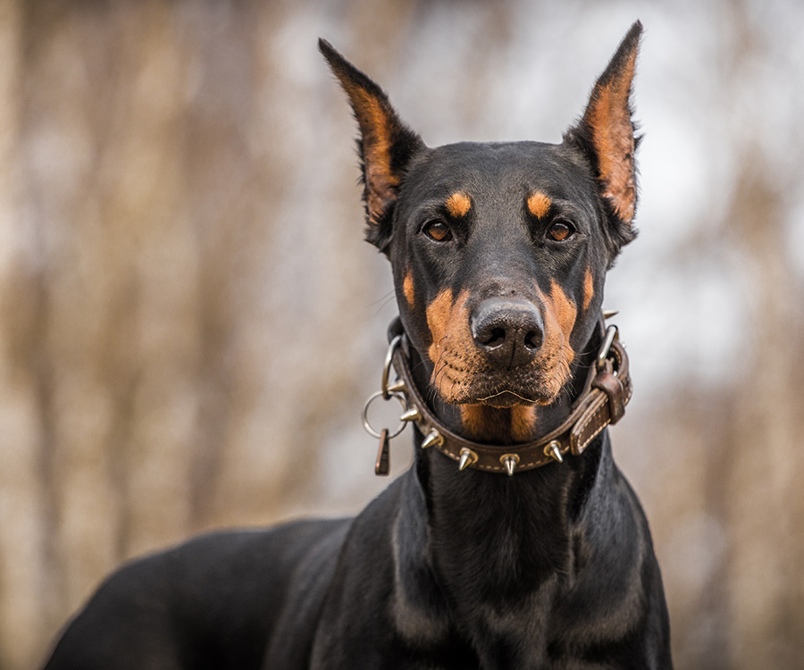 Best guard dog - Doberman Pinscher wearing studded collar looks toward foreground