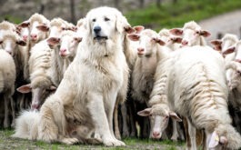 Best guard dog - Shepherd dog guarding and leading the sheep flock