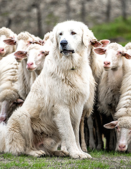 Best guard dog - Shepherd dog guarding and leading the sheep flock