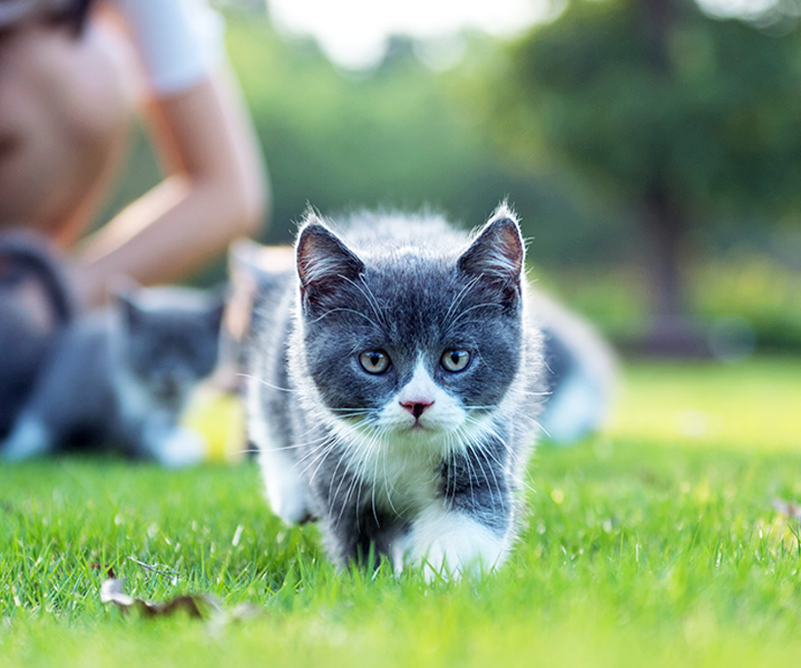 Flea and tick protection for cats - Gray kitten walks in grass toward foreground while woman tends to kittens