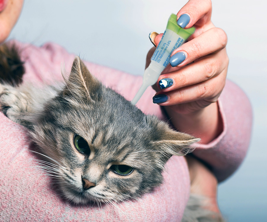Flea and tick protection for cats - Hands of woman holding and putting flea & tick drops on back of grey cat's head.