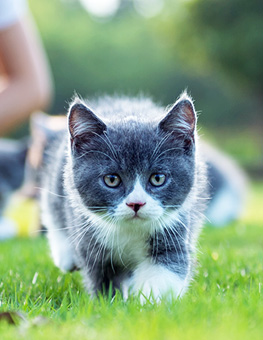 Flea and tick protection for cats - Gray kitten walks in grass toward foreground while woman tends to kittens