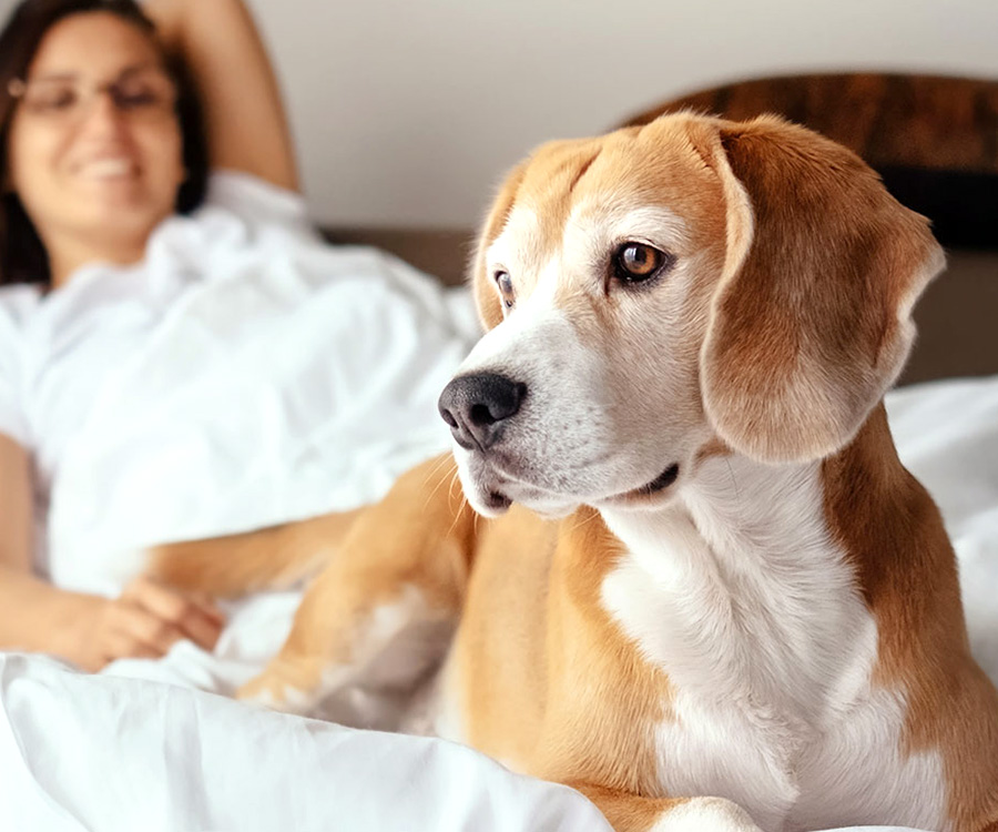 Fleas in Bed - Dog lying in bed with female owner