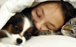 Fleas in Bed - Teen girl sleeping in a bed with dog and cat