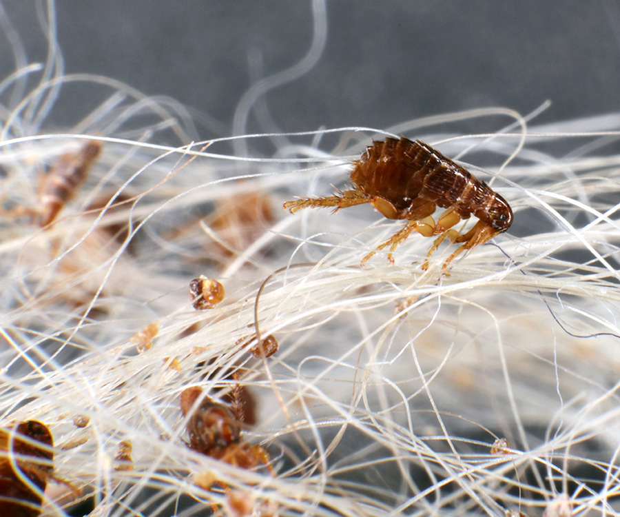 How fast do fleas reproduce - Dog fleas in a dog's hair clump.