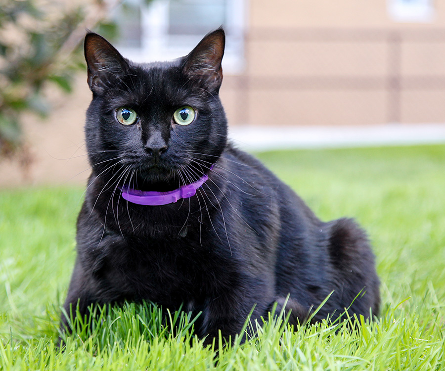 How fast do fleas reproduce - Black cat sitting on grass wearing a purple flea & tick collar