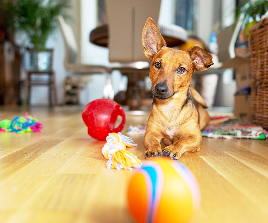 How to keep dog entertained - Dog at home in the living room playing with his toys