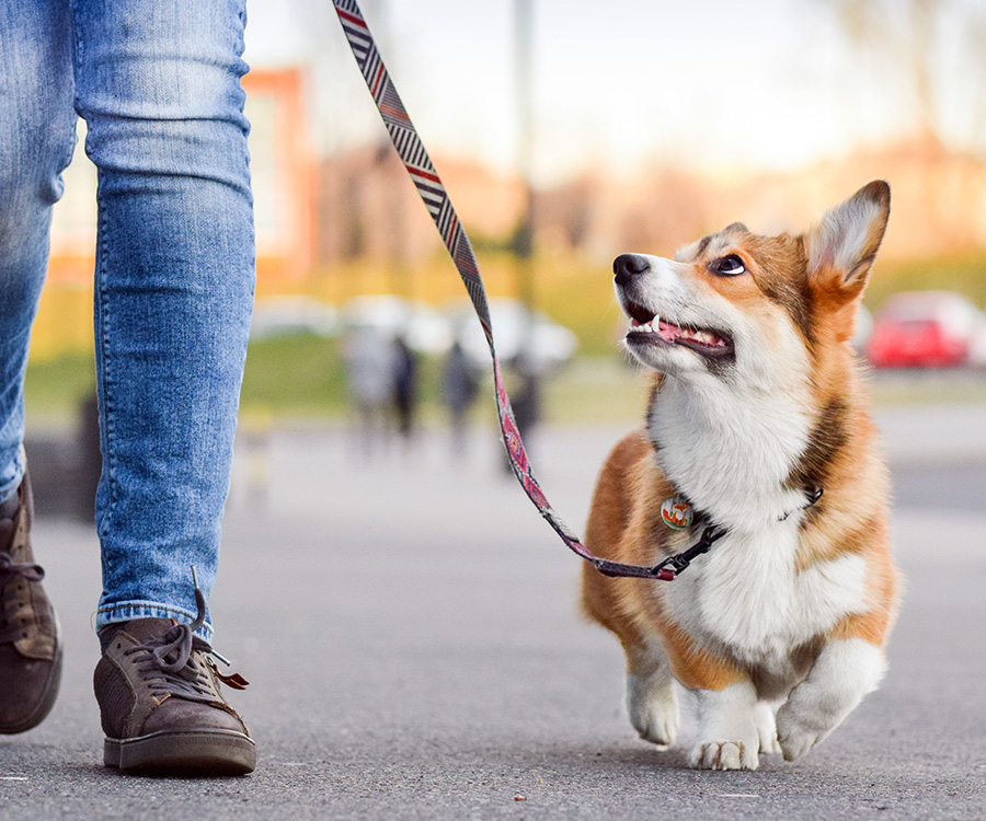 How to keep dog entertained - Welsh corgi pembroke dog walking on a leash with human in the city