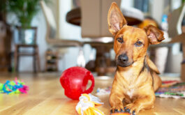 How to keep dog entertained - Dog at home in the living room playing with his toys