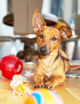 How to keep dog entertained - Dog at home in the living room playing with his toys