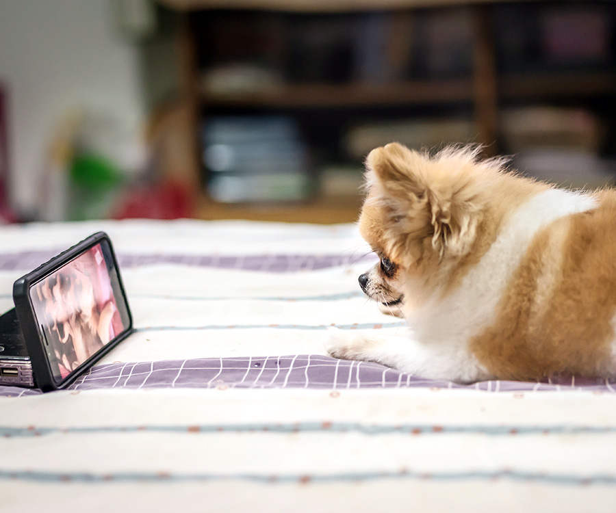 How to keep dog entertained - Pomeranian dog watching smartphone on the bed