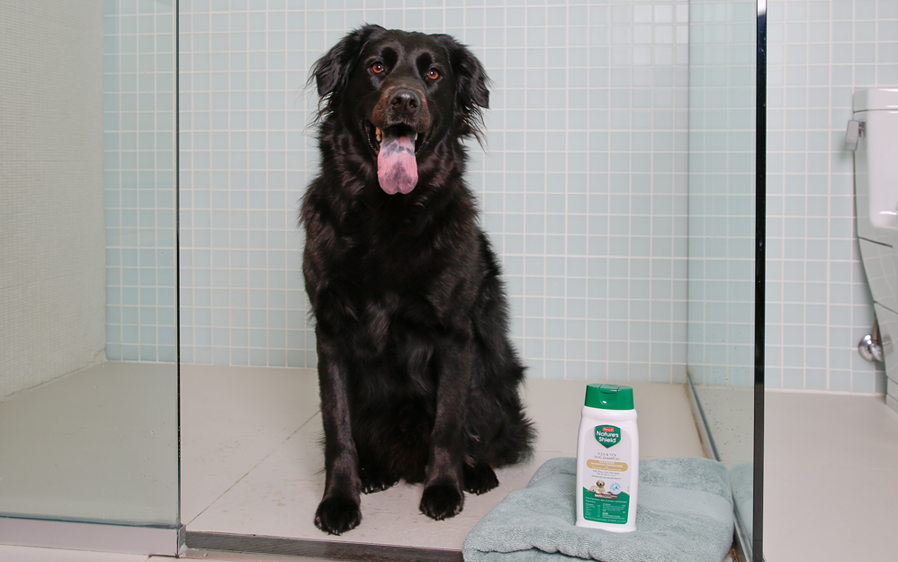 Hartz Nature's Shield shampoo for dogs flea and tick protection is gentle on your pet’s skin and coat. 