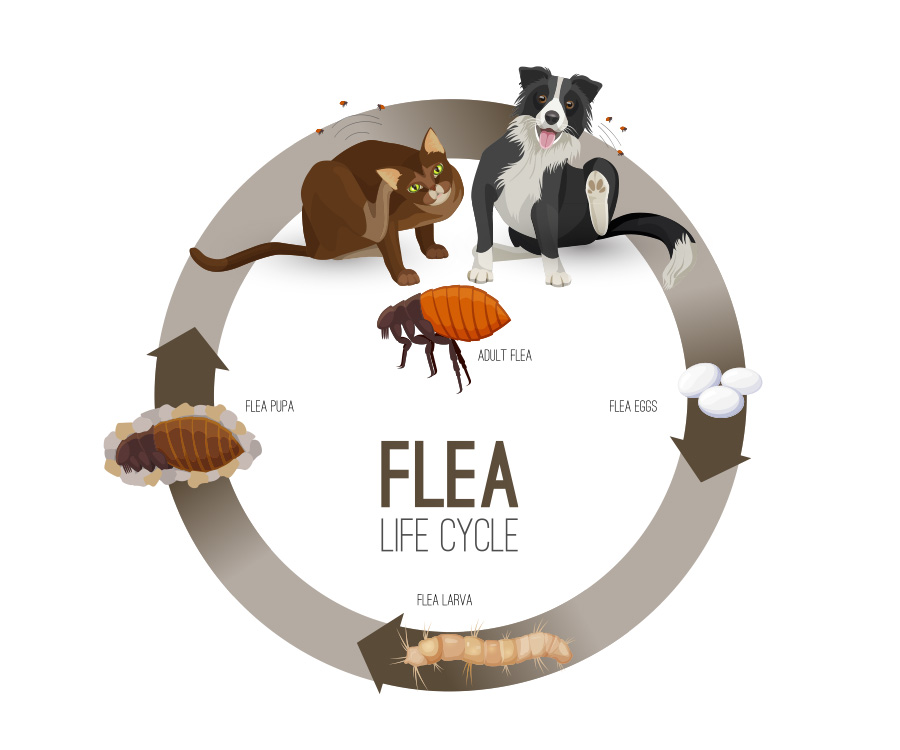 Flea & Tick Prevention - Flea life cycle